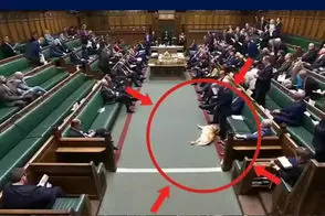 سگ خواب‌آلود در پارلمان بریتانیا خبرساز شد