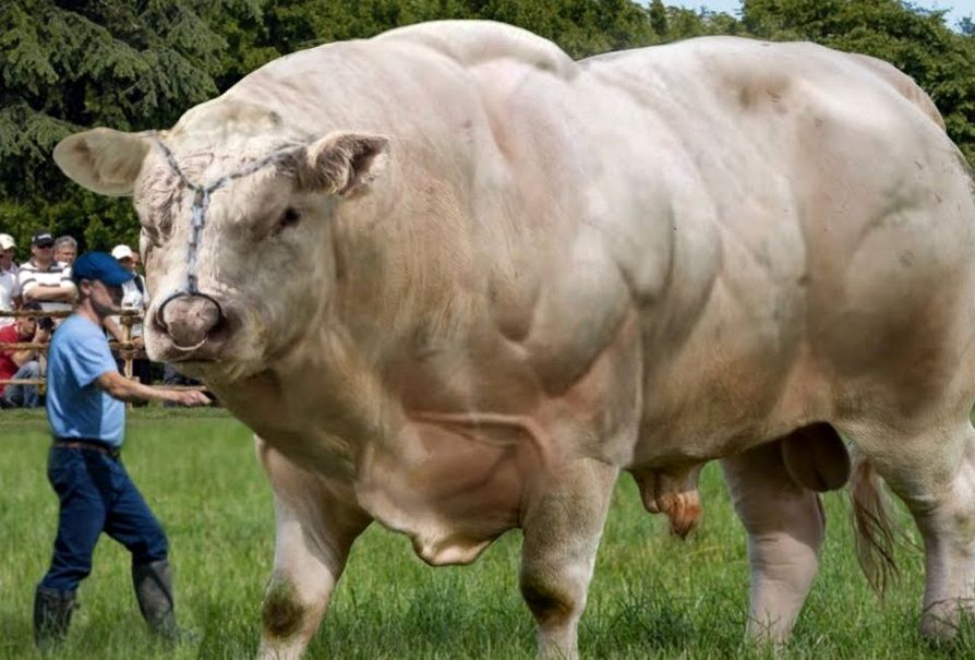 این گاو سفیدِ جذاب، عضلانی ترین گاو جهان است!