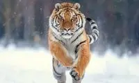 شکارچی ترسناکی که پشت سرش هم چشم دارد