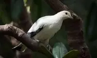 کبوتر مظنون به جاسوسی برای چین آزاد شد!
