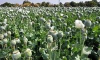 مجازات شدید برای کشت غیرقانونی خشخاش