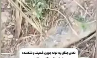 نگاه پرمعنا و ابراز احساسات پلنگ سیاه به مردی که نجاتش داد