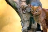 آشنایی با عجیب‌ترین گربه جهان