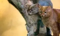 آشنایی با عجیب‌ترین گربه جهان