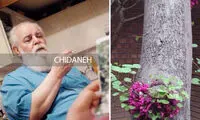معروف‌ترین درخت تهران کجاست؟