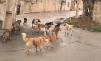 مراقب این باکتری در پارک‌ها باشید!