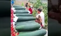 برداشت هیجان انگیز خربزه زمستانی غول پیکر در چین