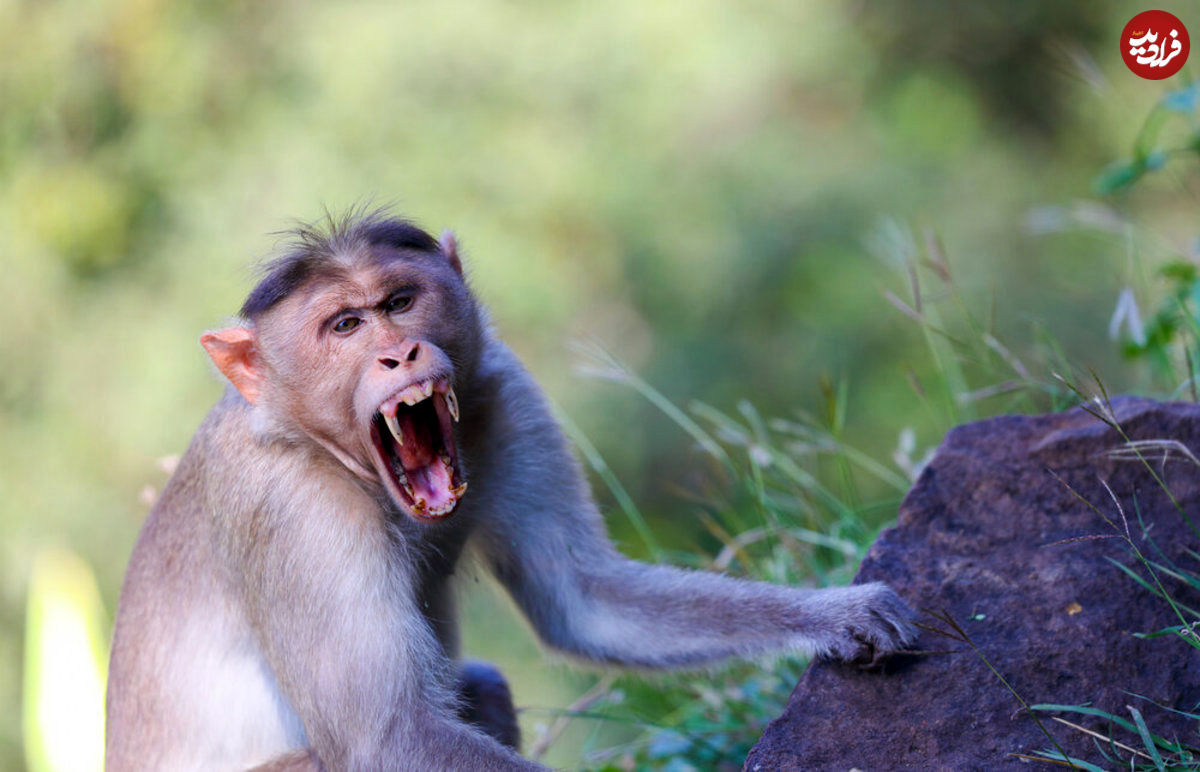 ماجرای عجیب قتل عام ده‌ها سگ‌ توسط چند میمون!