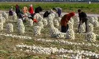 قیمت پیاز، اشک کشاورزان را درآورد