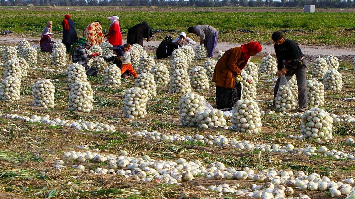   قیمت پیاز اشک کشاورزان را درآورد 