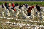 قیمت پیاز، اشک کشاورزان را درآورد
