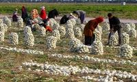 قیمت پیاز، اشک کشاورزان را درآورد