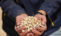 برداشت پسته در خراسان شمالی