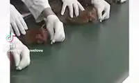 هیپنوتیزم کردن مرغ و خروس با شیوه‌ای عجیب!