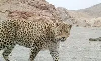  تصاویری زیبا از یک قلاده پلنگ در خراسان شمالی