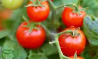 گوجه‌فرنگی‌ مخصوص برای رفع کمبود ویتامین D!
