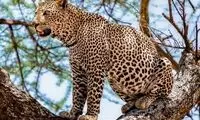 استتار حرفه‌ای پلنگ ایرانی در پارک ملی گلستان 