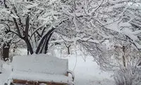 تصاویری از بارش شدید برف در مراغه