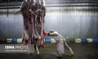 توضیحات جدید درباره فروش گوشت الاغ و اسب 