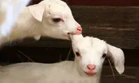 عکس‌هایی کم‌نظیر از چند حیوان با نمک که دلتان را می‌بَرَد