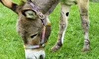 خر شرک درگذشت