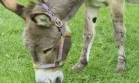 خر شرک درگذشت