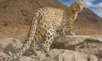پلنگ ماده زیبای ایرانی در خراسان رضوی