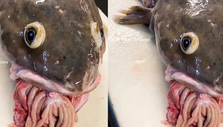 صید یک ماهی عجیب و ترسناک