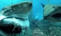 لبخند وحشتناک کوسه پرستار برای غواص!