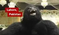 پدیده عجیب گوریل‌های رقصنده در جشن عروسی