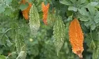 تلخ‌ترین میوه دنیا که مزه‌اش از اسپرسو تلخ‌تر است