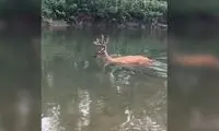 گوزن بیمار خودش را در آب خفه کرد!