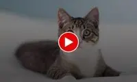 ببینید: دزدی بامزه دو گربه از یک سوپرمارکت