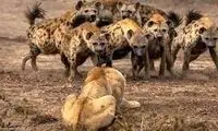 حمله وحشیانه دسته کفتارها به ماده شیر