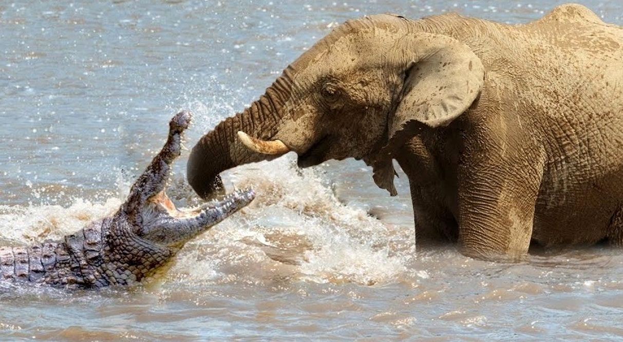 حمله احمقانه تمساح به فیل، به قیمت جان‌اش تمام شد!