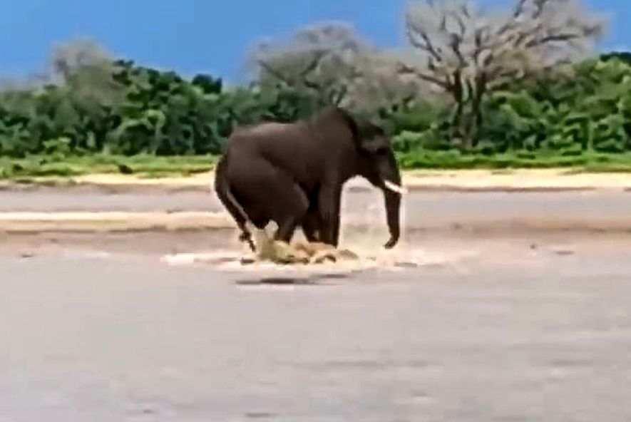 وقتی تمساح دیوانه هوس شکار فیل به سرش می‌زند!