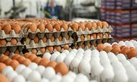 تخم مرغ باز هم گران می‌شود؟