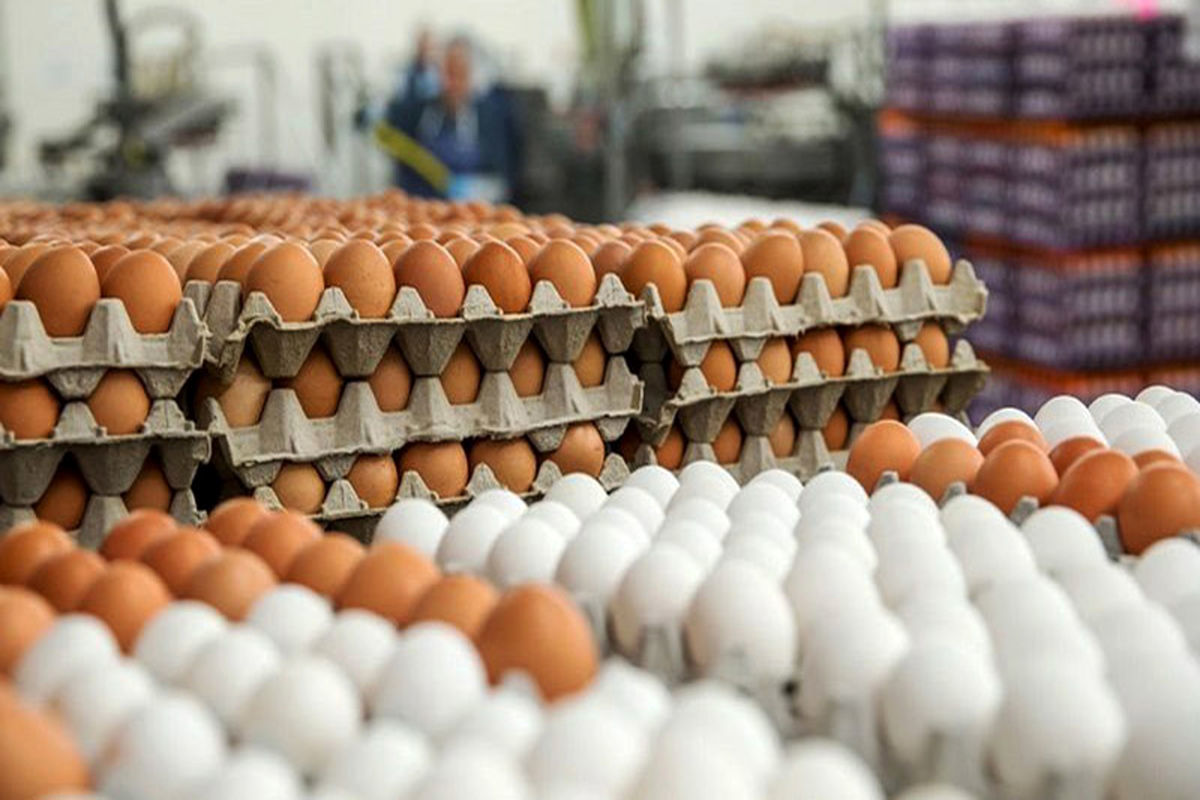 تخم مرغ باز هم گران می‌شود؟