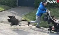 حمله اردک عصبانی به مرد حامل کالسکه بچه