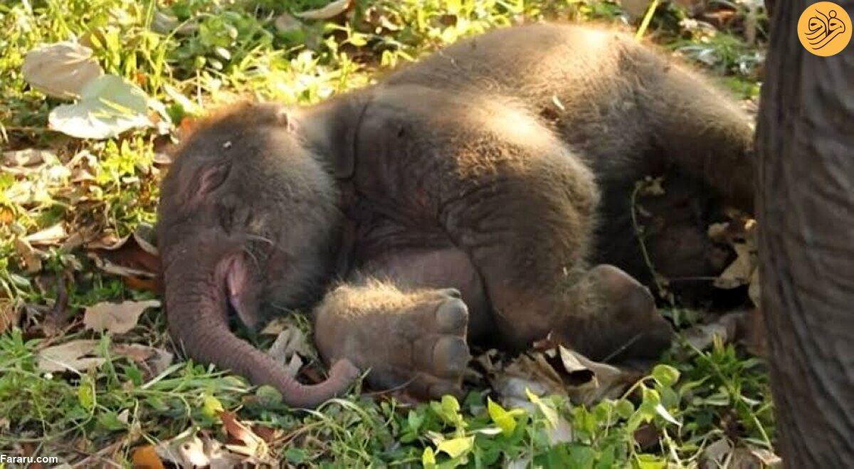 فیل ۴۱ ساله پنجمین بچه خود را به دنیا آورد 