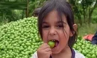 شهر گوجه سبز ایران کجاست؟