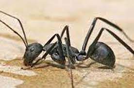 ویدئویی باورنکردنی از راه رفتن مورچه روی آب!