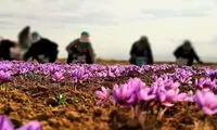 تصاویر هوایی از برداشت زعفران در خراسان