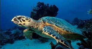  تصویری ناب از  شنای جوجه لاک‌پشت در کیش