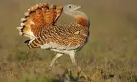 این پرنده‌ کمیاب گیاهان دارویی را می‌شناسد