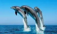 لحظه‌ای نادر از زایمان یک دلفین