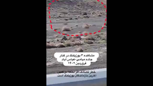 ببینید: حضور سرزده سه یوزپلنگ در کنار جاده