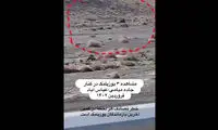 ببینید: حضور سرزده سه یوزپلنگ در کنار جاده