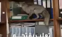 یورش یک روباه به دفتر وزارت نفت! 