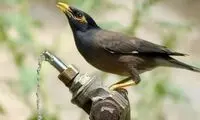 نجات پرنده‌ای که از تشنگی در حال جان دادن بود
